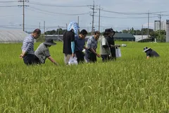 김포 벼 신품종 '한가득' 중간평가