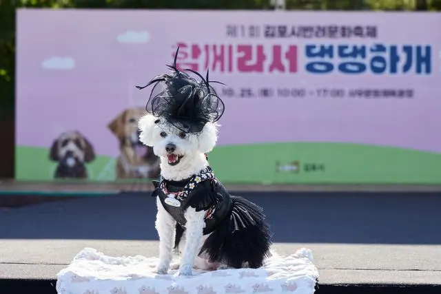 반려문화축제 댕댕런웨이 1등