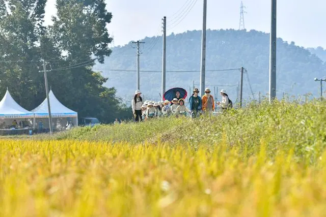 김포 보구곶 황금들녘 걷기, 3일간 200여명 참여 사진 2