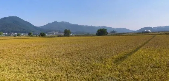 보구곶리 들녘 전경