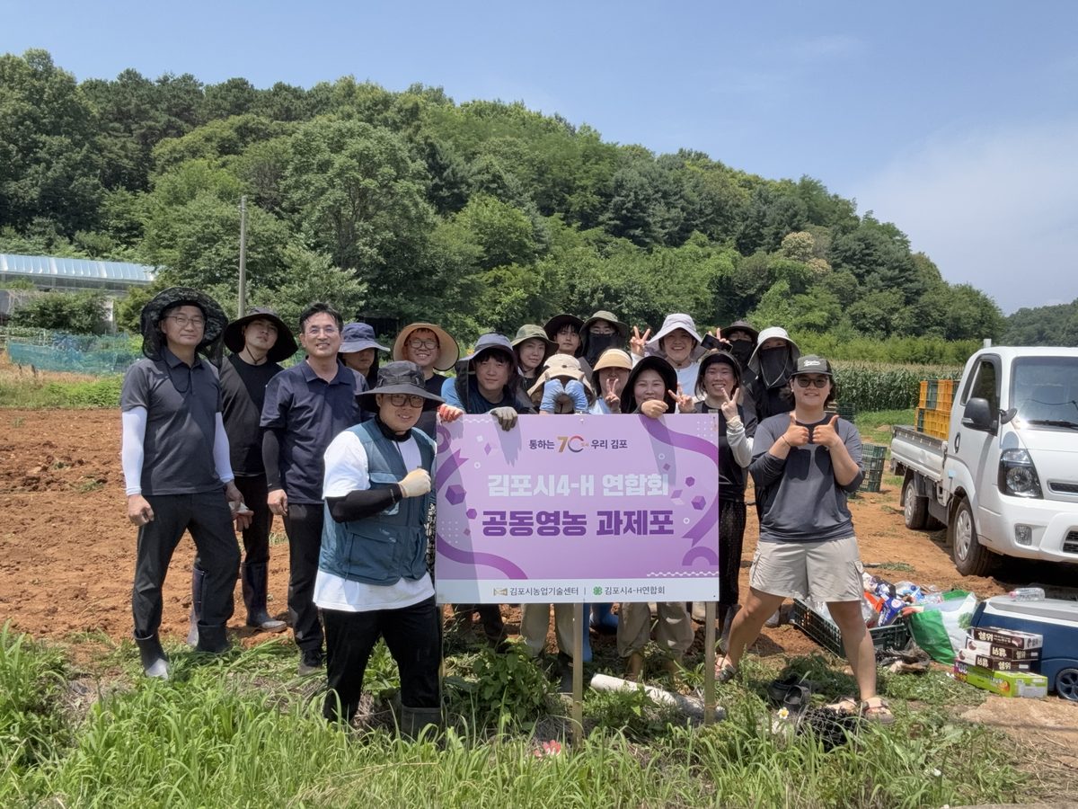 김포시농업기술센터가 지난 29일 하성면 후평리 공동영농 과제포에서 김포시4-H연합회 회원 및 관계자 30여 명이 참여한 가운데 공동영농으로 재배한 감자를 수확했다.