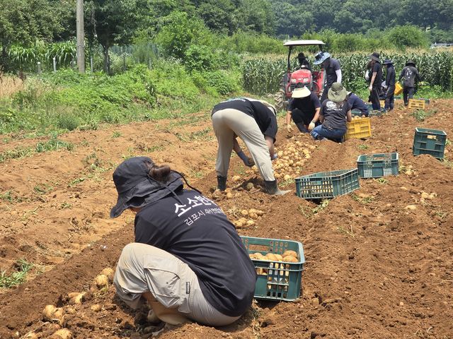 김포시4-H연합회, 하성면서 공동재배 감자 수확 사진 1