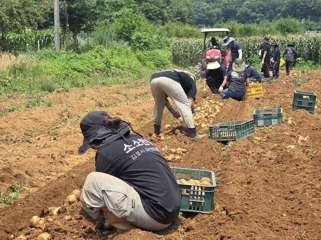 김포시4-H연합회, 하성면서 공동재배 감자 수확 사진 1