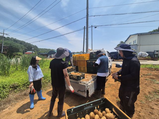 김포시4-H연합회, 하성면서 공동재배 감자 수확 사진 2