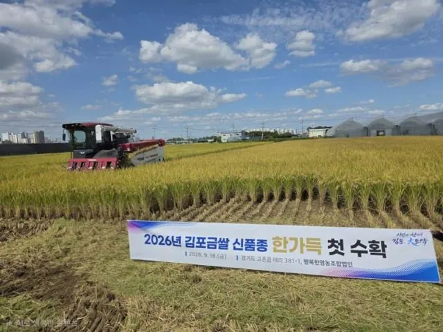 김포금쌀 '한가득' 첫 수확...10월 말부터 판매 사진 2