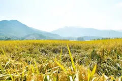 김포 보구곶 들녘, 10월 9~11일 걷기행사 개최