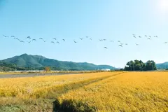 김포 보구곶 황금들녘 걷기행사, 9~11일 800여 명 참여