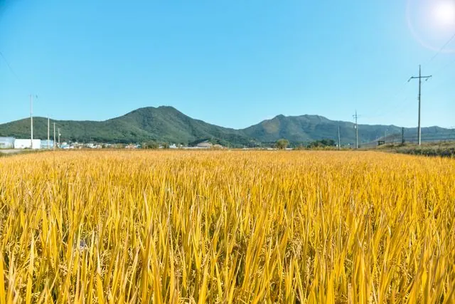 김포 보구곶 황금들녘 걷기행사, 9~11일 800여 명 참여 사진 1