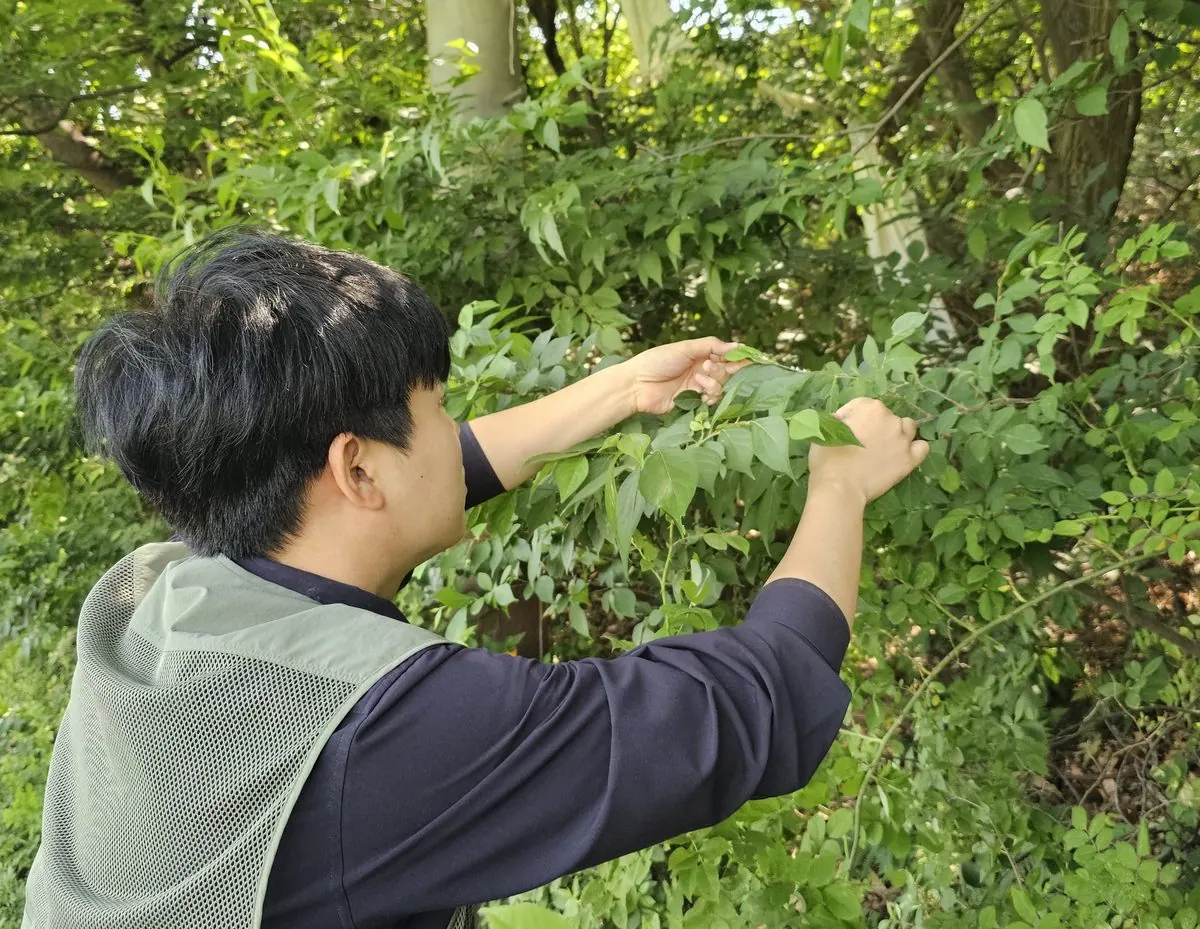 돌발 해충 예찰 사진