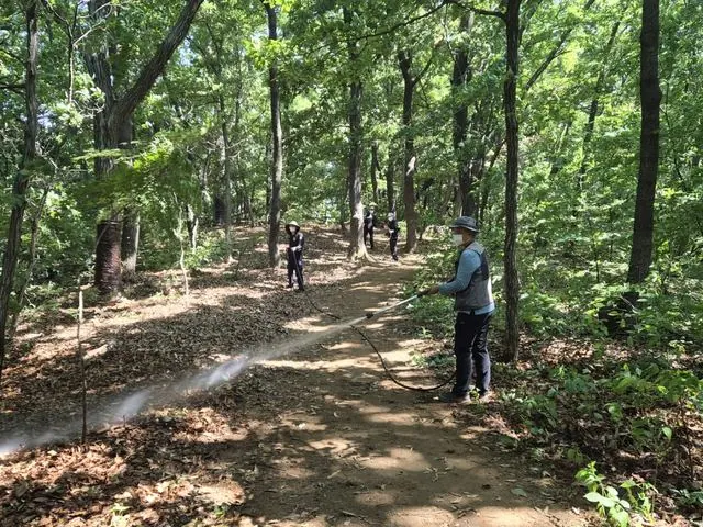 김포시, 러브버그 대량발생 전 5월부터 친환경 방제 사진 1