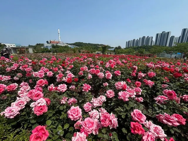 김포 호수공원 장미원, 143종 6만3천주 만개 사진 1