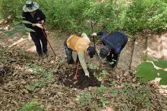 김포시 러브버그 방제, 5월부터 산림·공원 유충 집중 공략