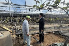 김포 포도농가 42곳, 관수량 측정으로 착색불량 원인 찾는다
