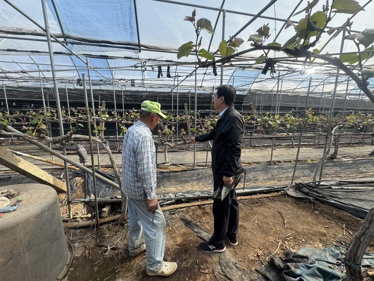 포도 농가 점검