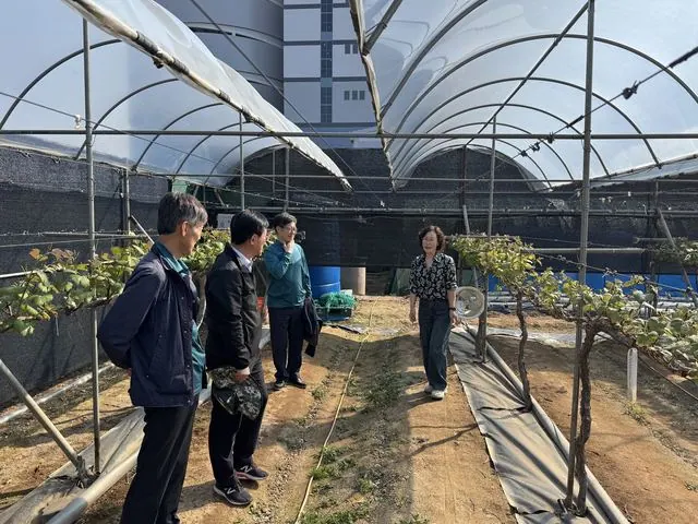 김포 포도농가 42곳, 관수량 측정으로 착색불량 원인 찾는다 사진 1