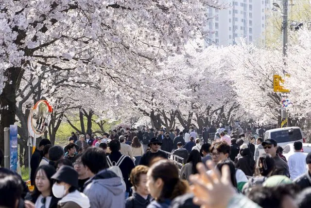 김포 벚꽃축제, 계양천에 740m 야간 벚꽃길 선보여 사진 2