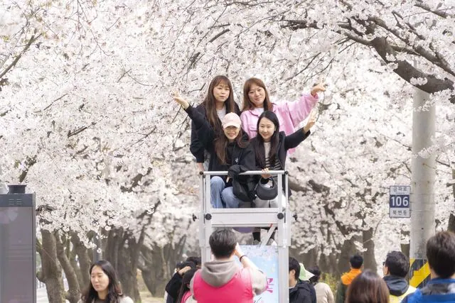 김포 벚꽃축제, 계양천에 740m 야간 벚꽃길 선보여 사진 3